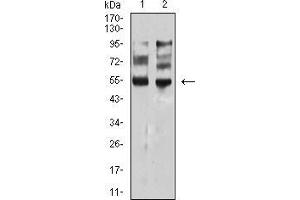 Western Blotting (WB) image for anti-Microphthalmia-Associated Transcription Factor (MITF) (AA 1-114) antibody (ABIN5542529)