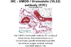 Image no. 1 for anti-Uromodulin (UMOD) antibody (FITC) (ABIN1723062) (Uromodulin Antikörper  (FITC))