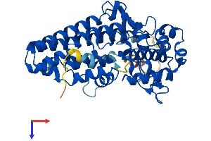 IDO1 Protein (AA 1-403) (His tag)