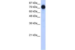 Western Blotting (WB) image for anti-Zinc Finger Protein 16 (ZNF16) antibody (ABIN2461808) (ZNF16 Antikörper)