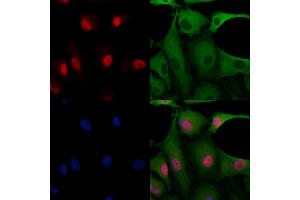 ABIN7094610 and ABIN7098660 staining  cells by IF/ICC. (FKBP3 Antikörper  (Internal Region))