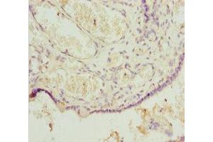 IHC analysis of paraffin-embedded human placenta tissue, using POUF43 antibody (1/100 dilution).