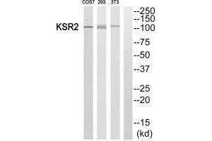 Western blot analysis of extracts from COS7, 293 and 3T3 cells, using KSR2 antibody. (KSR2 Antikörper)