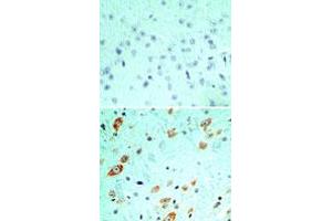 Image no. 1 for anti-Toll-Like Receptor 5 (TLR5) (AA 700-800) antibody (ABIN208231)