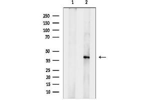 Western blot analysis of lysates from Rat testis, using AHSG Antibody.