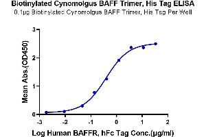 Immobilized Biotinylated Cynomolgus BAFF Trimer, His Tag at 1 μg/mL (100 μL/Well) on the plate. (BAFF Protein (Trimer) (His-Avi Tag,DYKDDDDK Tag,Biotin))