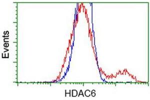 HEK293T cells transfected with either RC209649 overexpress plasmid (Red) or empty vector control plasmid (Blue) were immunostained by anti-HDAC6 antibody (ABIN2454043), and then analyzed by flow cytometry. (HDAC6 Antikörper)