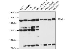 Western blot analysis of extracts of various cell lines, using PSME4 antibody  at 1:3000 dilution. (PSME4 Antikörper  (AA 1634-1843))