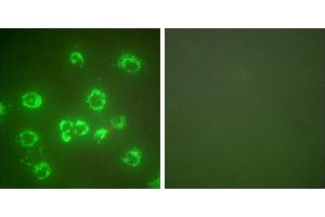 Peptide - +Immunofluorescence analysis of COS7 cells, using GRP75 antibody (#C0216). (HSPA9 Antikörper)