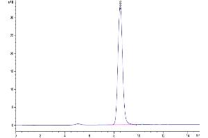 The purity of Cynomolgus GM-CSF R alpha is greater than 95 % as determined by SEC-HPLC. (CSF2RA Protein (AA 20-317) (His tag))