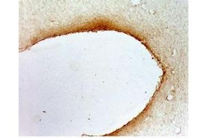 Rat hypothalamus tissue was stained by anti-AQ-27 (401-433) (Mouse) Serum at 1:50 (QRFPR Antikörper  (AA 401-433))