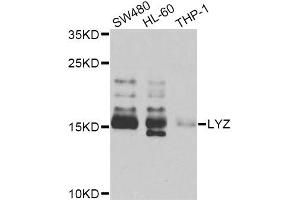 Western blot analysis of extracts of various cell lines, using LYZ Antibody (ABIN5975352) at 1/1000 dilution. (LYZ Antikörper)