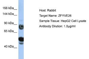 Host: Rabbit Target Name: ZFYVE26 Sample Type: HepG2 Whole Cell lysates Antibody Dilution: 1. (ZFYVE26 Antikörper  (N-Term))