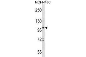 Western blot analysis in NCI-H460 cell line lysates (35ug/lane) using PTPN22  Antibody (C-term). (PTPN22 Antikörper  (C-Term))