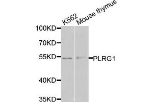 Western blot analysis of extracts of various cells, using PLRG1 antibody. (PLRG1 Antikörper)