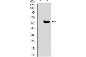 Western Blotting (WB) image for anti-Guanine Nucleotide Binding Protein-Like 3 (Nucleolar) (GNL3) (AA 1-226) antibody (ABIN1724769)