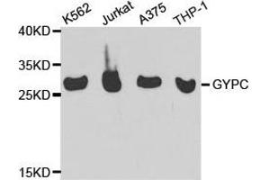 Western Blotting (WB) image for anti-Glycophorin C (GYPC) antibody (ABIN1872924) (CD236/GYPC Antikörper)