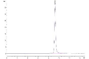 Size-exclusion chromatography-High Pressure Liquid Chromatography (SEC-HPLC) image for Chemokine (C-C Motif) Ligand 24 (CCL24) (AA 27-119) protein (Fc Tag) (ABIN7274052)