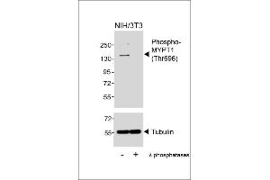 Western blot analysis of lysates from NIH/3T3 cell line, untreated or treated with λ phosphatases, 30 min, using Phospho-MYPT1 (Thr696) Antibody (upper) or Tubulin (lower). (PPP1R12A Antikörper  (pThr696))