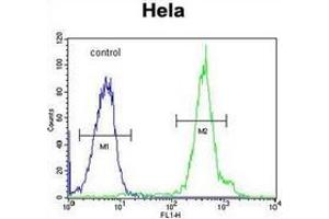 Flow cytometric analysis of Hela cells using FUS Antibody (C-term) Cat. (FUS Antikörper  (C-Term))