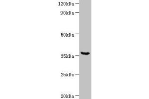 Western blot All lanes: WD repeat-containing protein 54 at 2 μg/mL + Mouse stomach tissue Secondary Goat polyclonal to rabbit IgG at 1/10000 dilution Predicted band size: 36 kDa Observed band size: 36 kDa