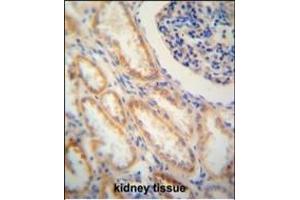 SHISA2 antibody (C-term) (ABIN652141 and ABIN2840562) immunohistochemistry analysis in formalin fixed and paraffin embedded human kidney tissue followed by peroxidase conjugation of the secondary antibody and DAB staining.