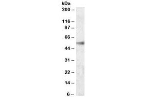 Western blot testing of human kidney lysate with SH2D4A antibody at 0. (SH2D4A Antikörper)