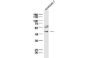 Raw246. (TACR3 Antikörper  (AA 151-250))