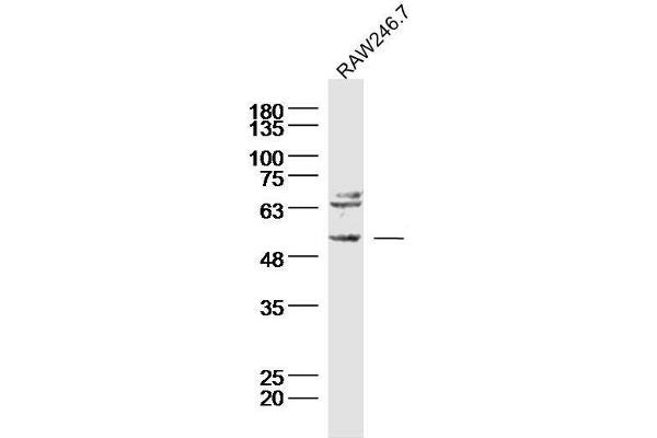 TACR3 Antikörper  (AA 151-250)
