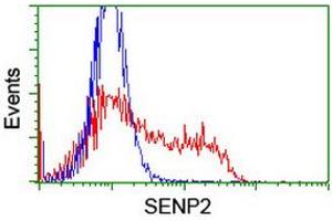 Image no. 2 for anti-SUMO1/sentrin/SMT3 Specific Peptidase 2 (SENP2) (AA 139-523) antibody (ABIN1490929) (SENP2 Antikörper  (AA 139-523))
