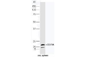 Mouse spleen lysates probed with Rabbit Anti-CD79A Polyclonal Antibody, Unconjugated (ABIN2559655) at 1:300 in 4˚C. (CD79a Antikörper  (AA 101-226))
