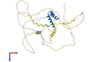 ALX4 Protein (AA 1-411) (His tag)
