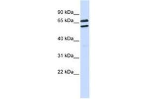 Image no. 1 for anti-Tripartite Motif Family-Like 1 (TRIML1) (AA 360-409) antibody (ABIN6743179) (TRIML1 Antikörper  (AA 360-409))