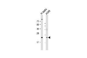 All lanes : Anti-HSPB9 Antibody (Center) at 1:1000 dilution Lane 1: human testis lysate Lane 2: A549 whole cell lysate Lysates/proteins at 20 μg per lane. (HSPB9 Antikörper  (AA 70-96))