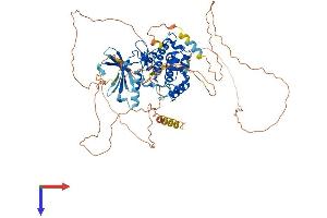 NUAK2 Protein (AA 1-639) (His tag)