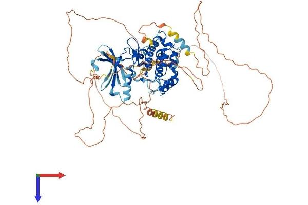 NUAK2 Protein (AA 1-639) (His tag)