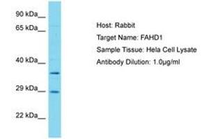 Image no. 1 for anti-Fumarylacetoacetate Hydrolase Domain Containing 1 (FAHD1) (AA 87-136) antibody (ABIN6750561) (FAHD1 Antikörper  (AA 87-136))