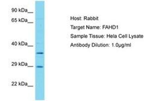 FAHD1 Antikörper  (AA 87-136)