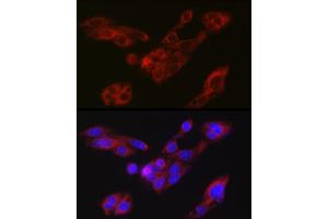 Immunofluorescence analysis of HepG2 cells using A Rabbit pAb (ABIN7265712) at dilution of 1:150 (40x lens). (ATG9A Antikörper  (AA 180-290))