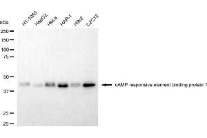 Western blotting analysis using cAMP responsive element binding protein 1 antibody (ABIN7797856).