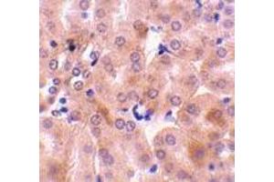 Immunohistochemistry of Bfl-1 in mouse kidney tissue with Bfl-1 antibody at 10 μg/ml. (BCL2A1 Antikörper  (C-Term))