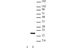 Histone H2B acetyl Lys15 pAb tested by Western blot. (Histone H2B Antikörper  (acLys15))
