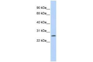 LOC391764 antibody used at 0. (LOC391764 (Middle Region) Antikörper)