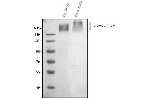 Western blot analysis of GRM2 using anti-GRM2 antibody (ABIN7601733).