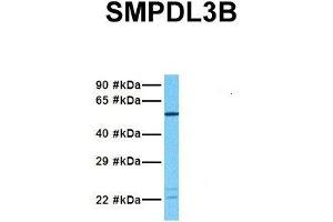 Host:  Rabbit  Target Name:  SMPDL3B  Sample Tissue:  Human Fetal Lung  Antibody Dilution:  1. (SMPDL3B Antikörper  (N-Term))