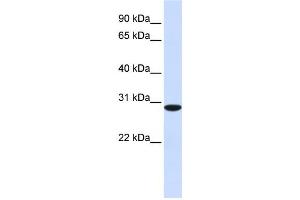 Western Blotting (WB) image for anti-Replication Protein A4, 30kDa (RPA4) antibody (ABIN2459835) (RPA4 Antikörper)
