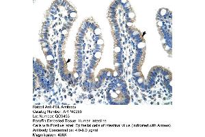 Rabbit Anti-FBL Antibody  Paraffin Embedded Tissue: Human Intestine Cellular Data: Epithelial cells of intestinal villas Antibody Concentration: 4. (Fibrillarin Antikörper  (N-Term))