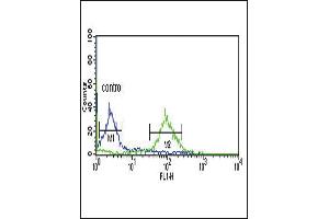 DCI Antibody (C-term) (ABIN652716 and ABIN2842474) flow cytometric analysis of MCF-7 cells (right histogram) compared to a negative control cell (left histogram). (DCI Antikörper  (C-Term))