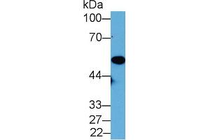Western Blot; Sample: Mouse Placenta lysate; Primary Ab: 2µg/mL Rabbit Anti-Mouse NNE Antibody Second Ab: 0. (ENO1 Antikörper  (AA 1-434))