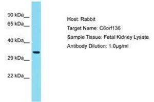 Image no. 1 for anti-Chromosome 6 Open Reading Frame 136 (C6ORF136) (AA 220-269) antibody (ABIN6750776)